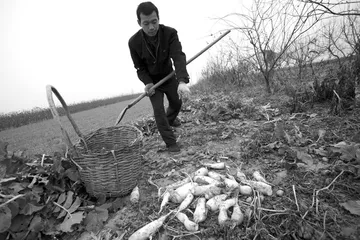 ​安金磊:最不像农民的地道农民1