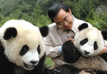 华南虎的命运1
