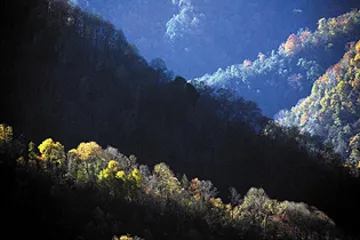 “虎来了”