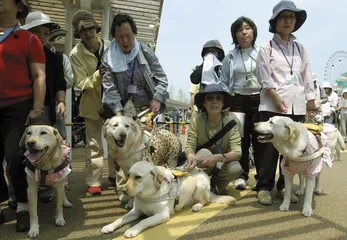 王靖宇:导盲犬的中国起点2