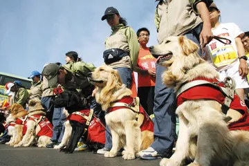 王靖宇:导盲犬的中国起点4