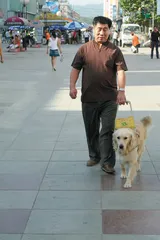 王靖宇:导盲犬的中国起点5