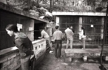 凤凰山一号的私人动物园2