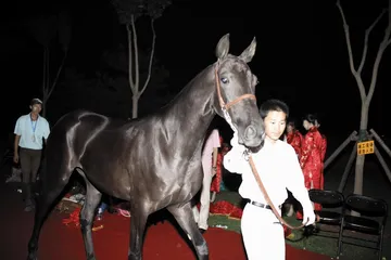 传说中一路奔来汗血马2