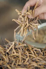 冬虫夏草价格暴涨背后1