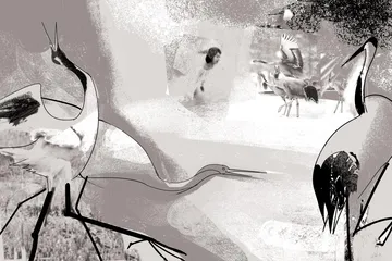 丹顶鹤女孩的真实故事