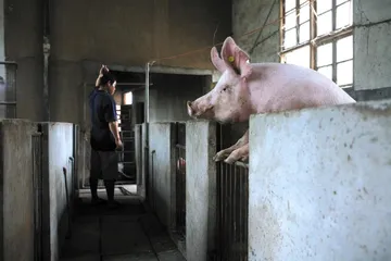 追寻猪肉涨价的经济动力3