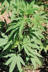 好消息·坏消息（443）2