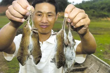洞庭湖鼠患下的生存
