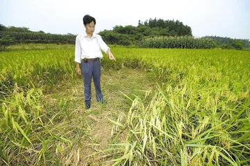 洞庭湖鼠患下的生存3