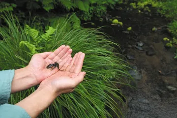 长白山火山矿泉的商业化1