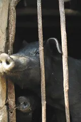王小波在云南6