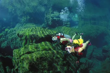 海藻变石油
