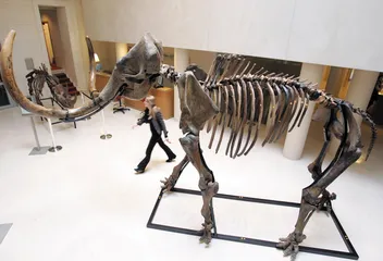 远古猛犸
