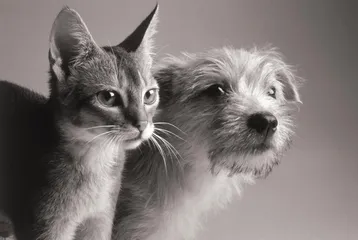 狗在书中猫在网上