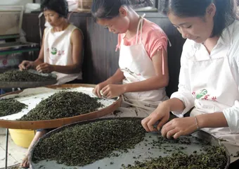 张天福:“泰斗”和“茶人”之间2