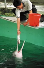 白鱀豚:不可阻挡的消亡？1