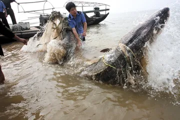 中华鲟：野生物种消失前的拯救