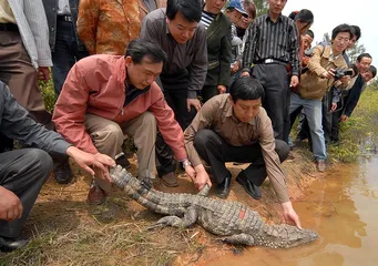 扬子鳄保护的尴尬1
