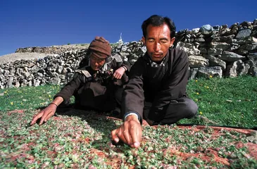 在藏医藏药背后