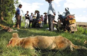 云南牟定:狂犬病与打狗风波