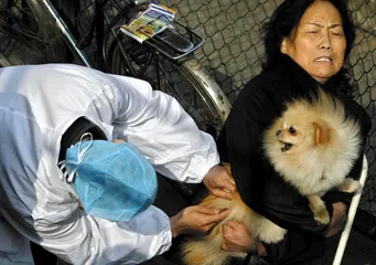 云南牟定:狂犬病与打狗风波1