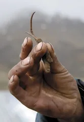 林芝:药洲里的藏医药地理1