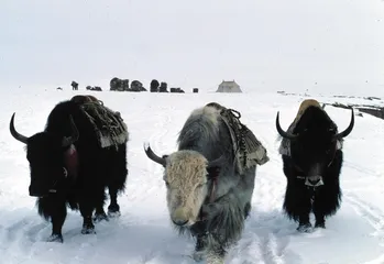 古老、永恒的唐古拉3