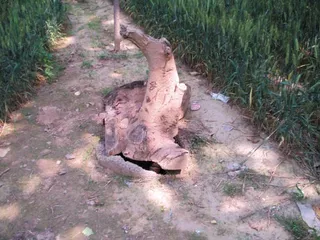 商丘调查：命案为何变成僵局1