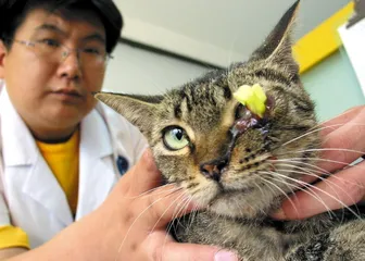 ​虐猫事件民间追缉令2