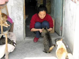 300只猫和次级金本位2