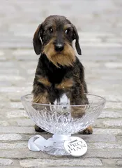 ​中国犬的前世今生2
