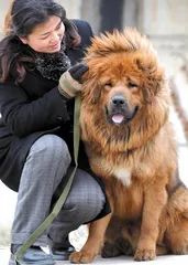 ​藏獒: 新商业明星 与“中国犬”梦想