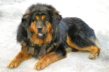 ​藏獒: 新商业明星 与“中国犬”梦想2
