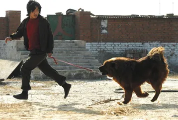​藏獒: 新商业明星 与“中国犬”梦想3
