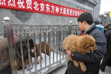 ​藏獒: 新商业明星 与“中国犬”梦想5