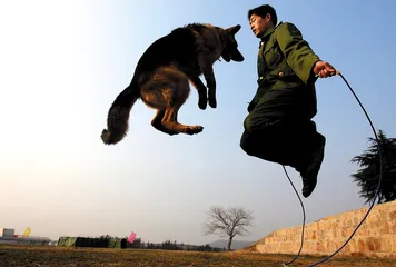 ​西藏:名犬的传说和现实2