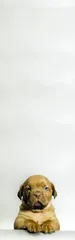 ​南海大沥: 沙皮狗原产地的尴尬2