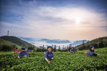 安化寻茶记