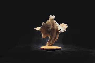​郑尧锦，给沉香另一重生命4