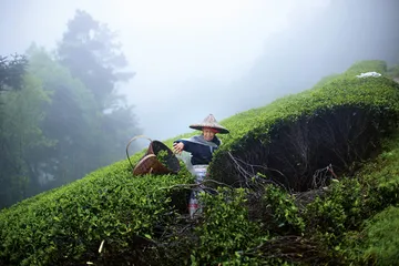 恩施玉露： 古法的复兴与落寞