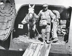 1944 胜利前夕7