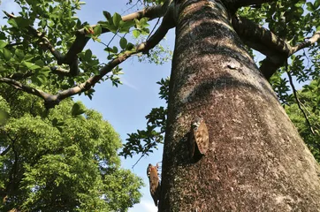 ​蝉为什么叫得那么响？