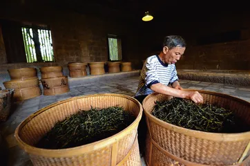 武夷茶岩中的岩骨花香2