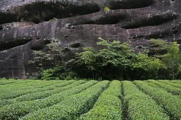 武夷茶岩中的岩骨花香3
