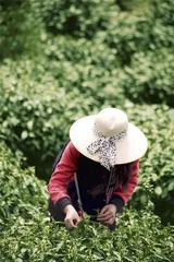 霍山黄芽：皖西大别山区的黄茶地理