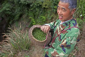 霍山黄芽：皖西大别山区的黄茶地理2
