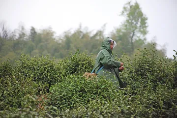 潜岳之西访翠兰1
