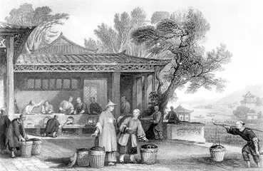 松萝茶的今生前世
