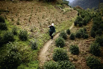 松萝茶的今生前世2